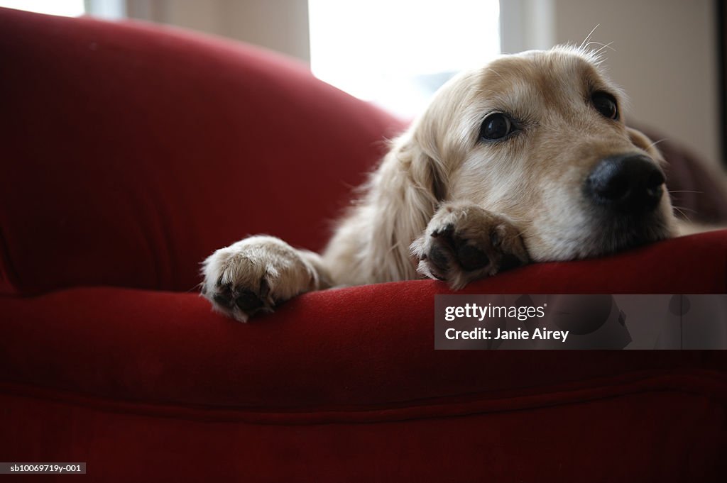 Golden retriever dog lying on sofa, close-up