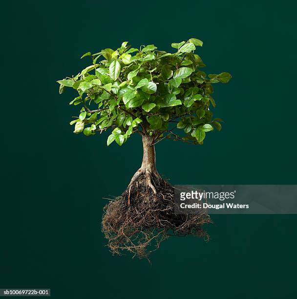 bonsai tree with exposed roots, studio shot - plant roots stock pictures, royalty-free photos & images