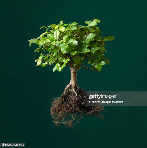 bonsai tree with exposed roots, studio shot - bonsai imagens e fotografias de stock