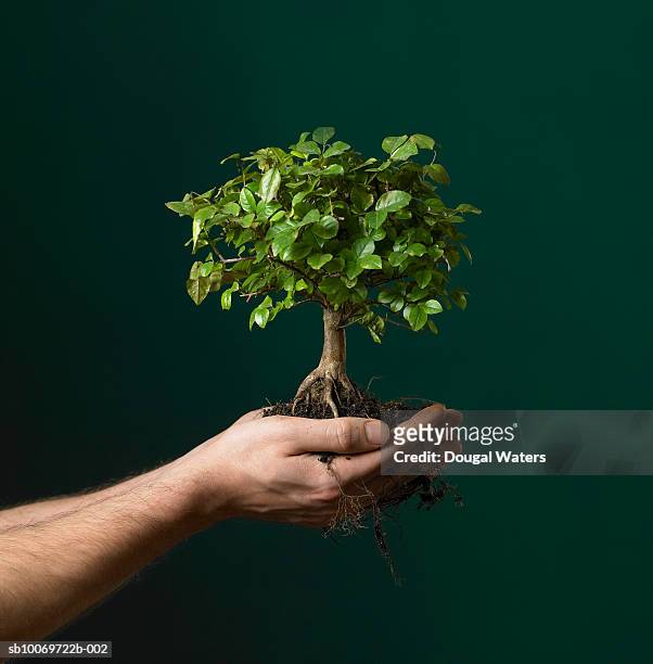 man holding  bonsai tree sapling, view of hands, studio shot - bonsai tree foto e immagini stock