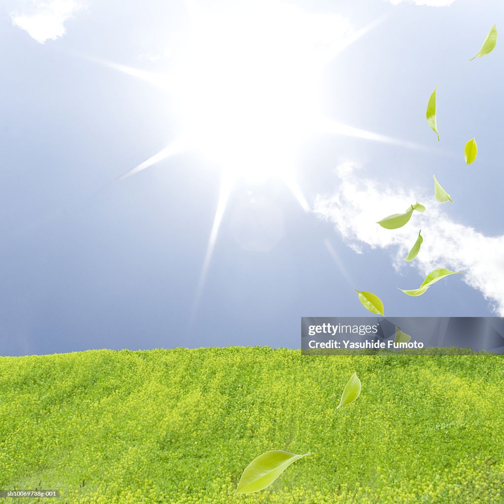Leaves floating over grass