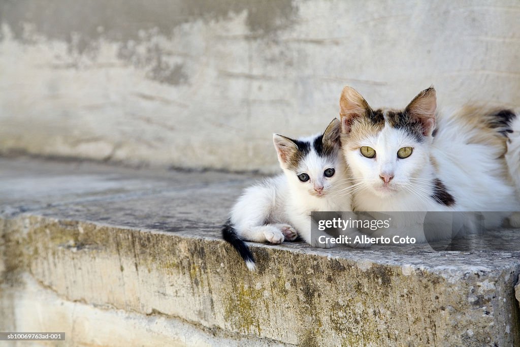 Two cats on stone steps