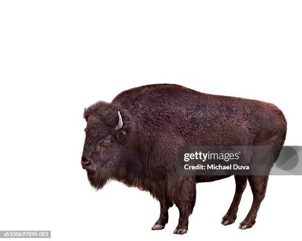 bison on white background - american bison foto e immagini stock