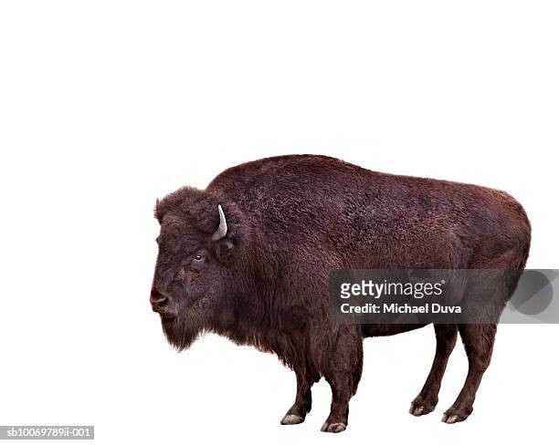 bison on white background - american bison stock pictures, royalty-free photos & images