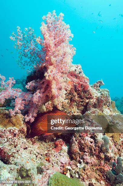 Miniata Cod 268 Coral Cod Stock Photos, High-Res Pictures, and Images - Getty Images