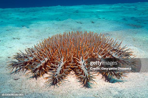 crown-of-thorns starfish (acanthaster planci), close-up - acanthaster planci stock-fotos und bilder