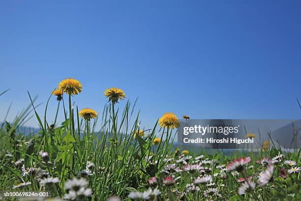 switzerland, canton solothurn, hochwald, dandelions (taraxacum officinale) and daisies (bellis perennis) in field - dandelion stock pictures, royalty-free photos & images