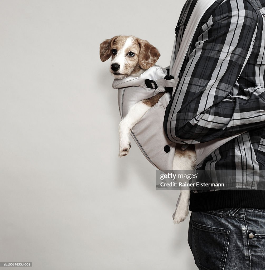 Man carrying Jack Russel dog in baby sling, mid section