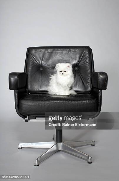 persian cat sitting in studio - leather office chair stock pictures, royalty-free photos & images