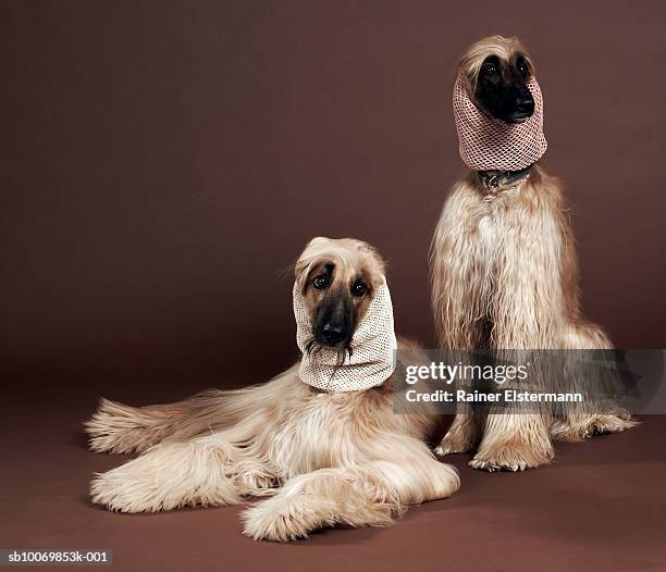 two afgan hounds with headscarves, studio shot - dog studio shot stock pictures, royalty-free photos & images