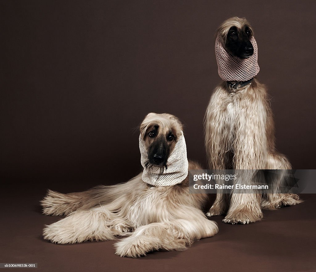 Two Afgan Hounds with headscarves, studio shot