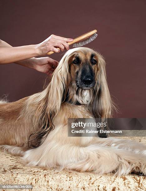 person brushing afgan hound's hair in studio, view of dog - brushing stock pictures, royalty-free photos & images