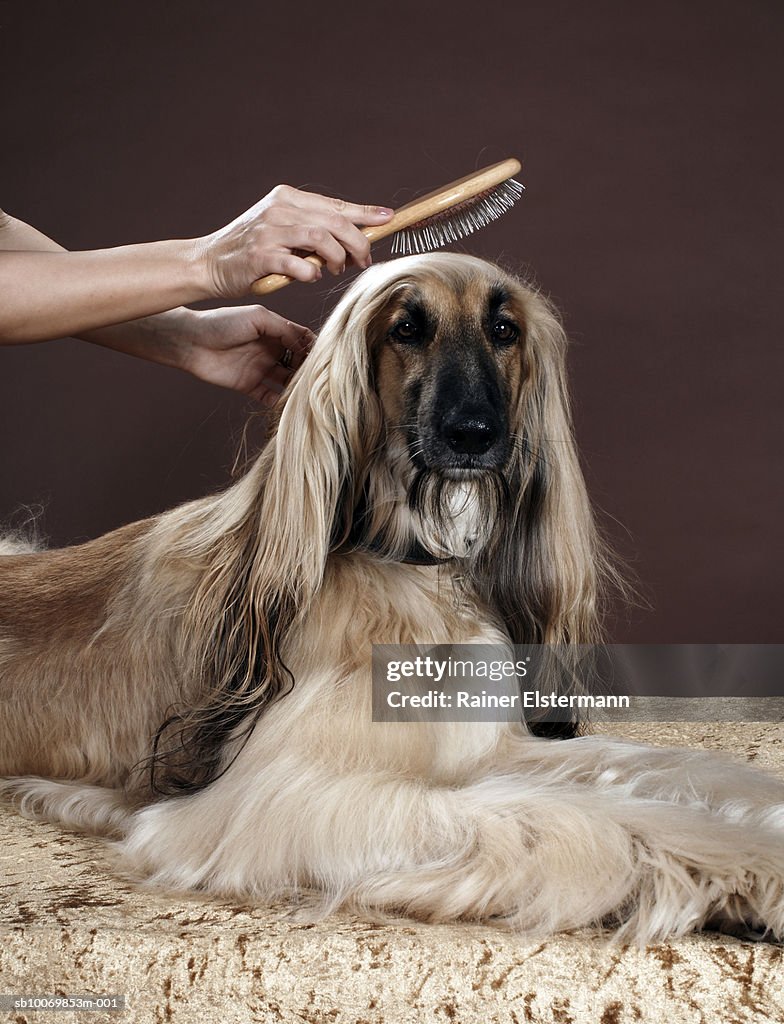 Person brushing Afgan Hound's hair in studio, view of dog