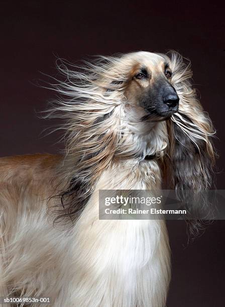 afgan hound with hair blowing, studio shot - hairy man stock-fotos und bilder