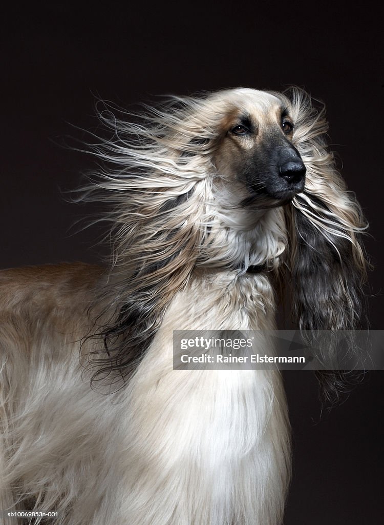 Afgan Hound with hair blowing, studio shot