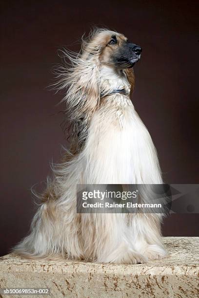 809 Afghan Hound Photos and Premium High Res Pictures - Getty Images