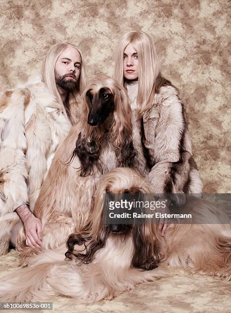 couple with long blond hair sitting with two afgan hounds in studio, portrait - afghan ethnicity imagens e fotografias de stock