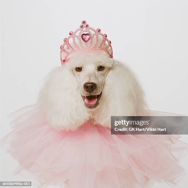 white poodle wearing pink tiara and pink ruffle, close-up - elizabethan collar stock pictures, royalty-free photos & images