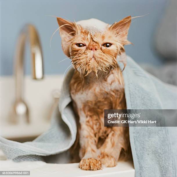 orange persian cat  under towel - wet cat stock pictures, royalty-free photos & images