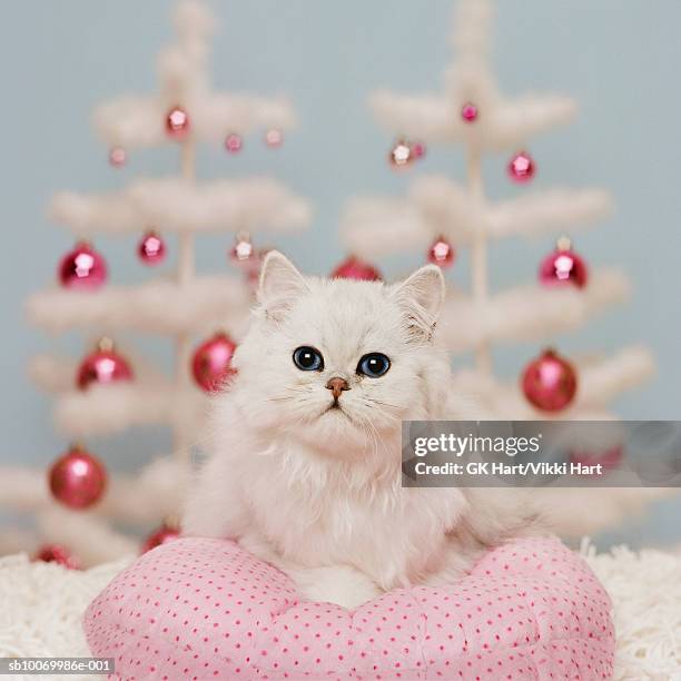 orange persian cat sitting on pink pillow with christmas decoration - ピンク　動物 ストックフォトと画像