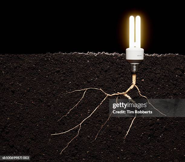 6,438 Root Bulb Stock Photos, High-Res Pictures, and Images - Getty Images