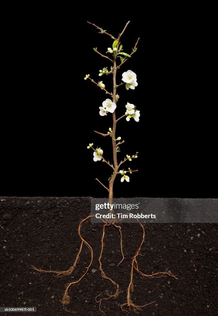 Quince Tree Roots Flowering Quince Growing Out Of Soil With Its Plant Roots Closeup High ...