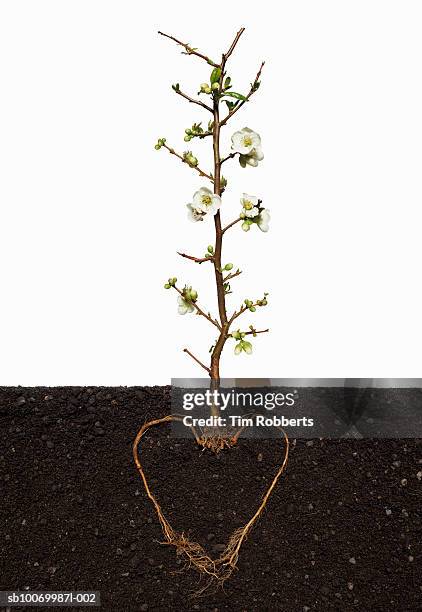 Quince Tree Roots 1,084 Root Of Love Stock Photos, High-Res Pictures, and Images - Getty ...
