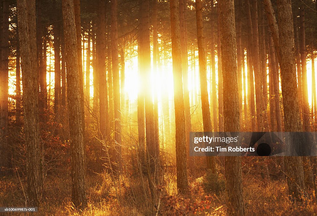 Sun shining through trees at sunrise