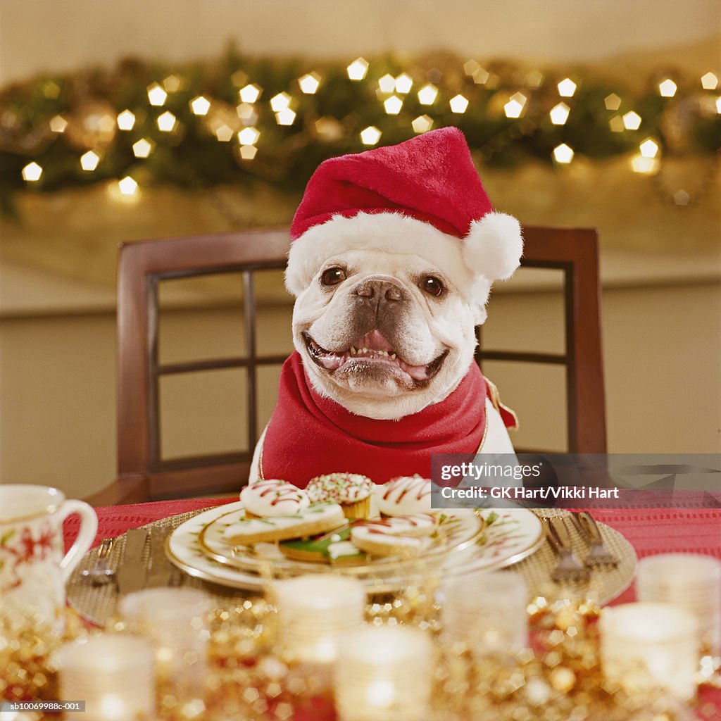 French bulldog wearing santa hat at table, close-up