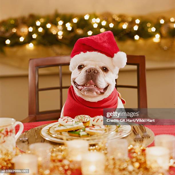 french bulldog wearing santa hat at table, close-up - santa hat stock pictures, royalty-free photos & images