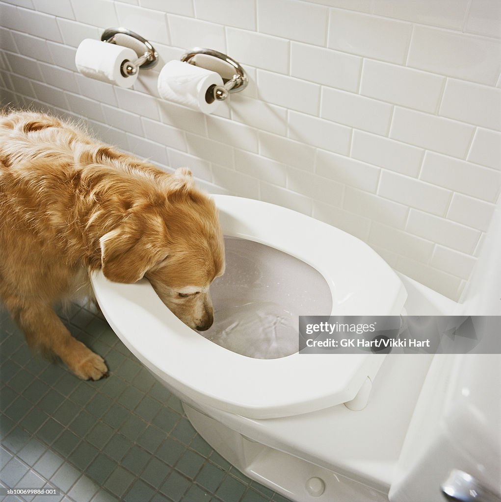 Golden retriever drinking water from toilet bowl, high angle view