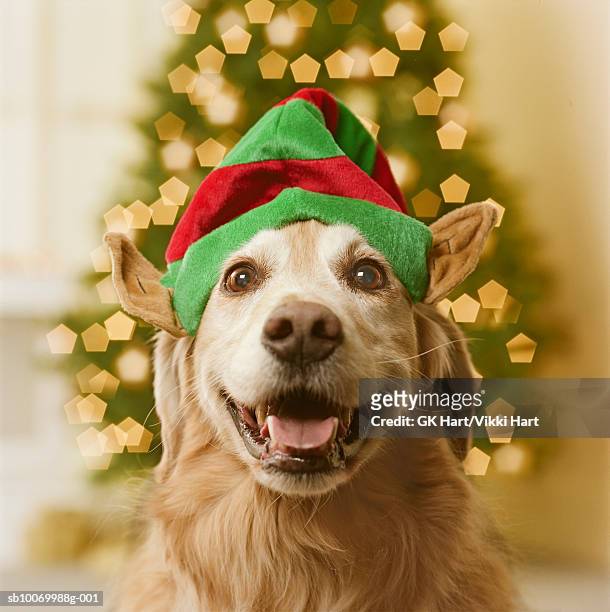 golden retriever dog in elf hat, close-up - elf hat stock pictures, royalty-free photos & images