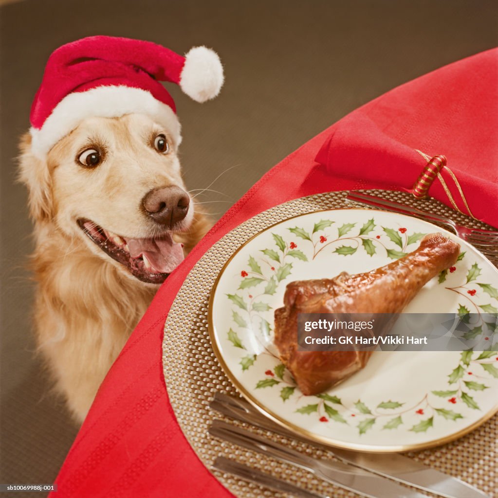 Golden retriever looking at chicken leg on dining table, close-up, high angle view