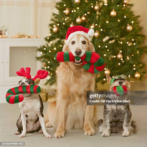 three dog holding candy cane in mouth, close-up - christmas dog fotografías e imágenes de stock