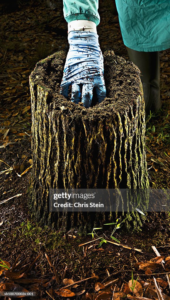 Doctor removing ants from tree stump