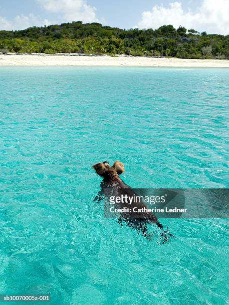 bahamas, pig swimming in water - pig water stock pictures, royalty-free photos & images