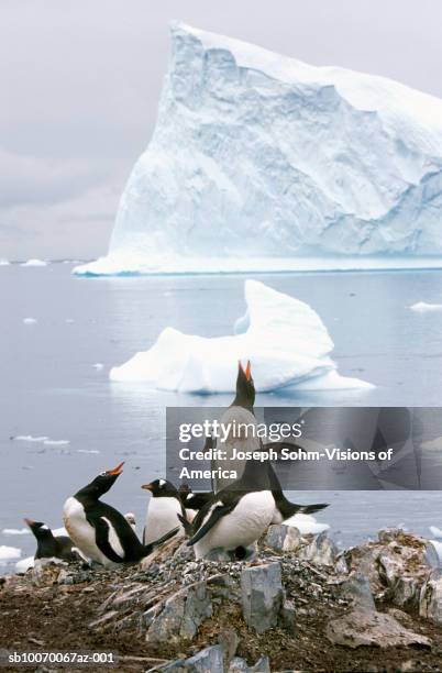 Gentoo Penguins And Chicks At Rookery Near Icebergs High-Res Stock Photo