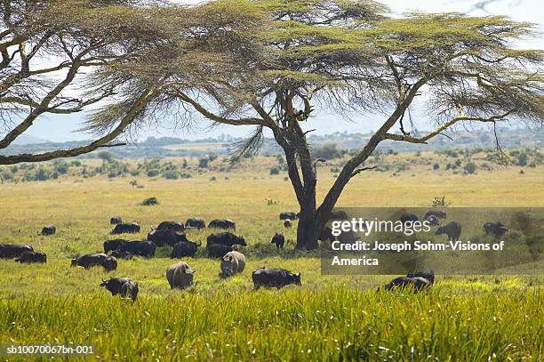 Lewa Tree Lewa Photos and Premium High Res Pictures - Getty Images