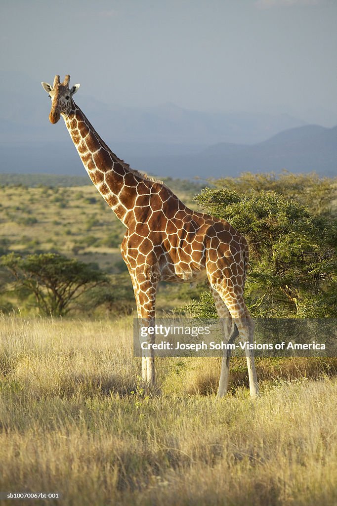 Kenya, Lewa Conservancy, Giraffe on savannah