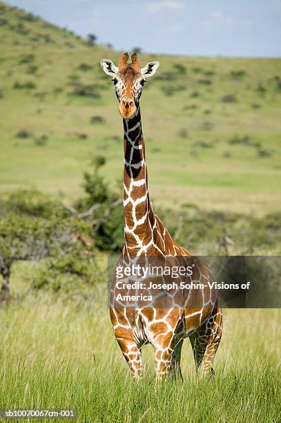 kenya, lewa conservancy, masai giraffe standing on grassland - giraffe stockfoto's en -beelden