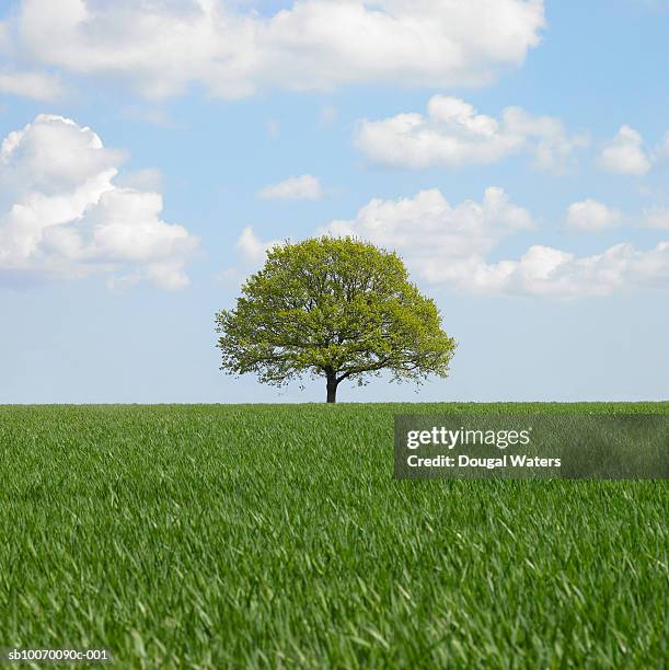 lone tree in field - árvore isolada - fotografias e filmes do acervo