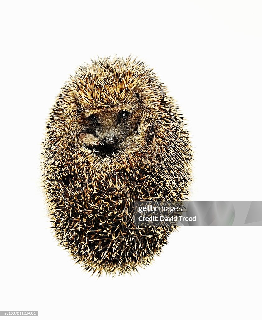 Hedgehog (Erinaceus europaeus) curled up on white background