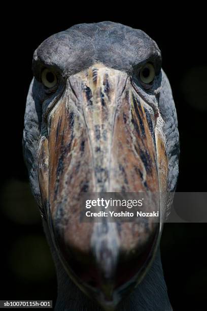 close-up of shoebill (balaeniceps rex) looking at camera - shoebilled stork fotografías e imágenes de stock