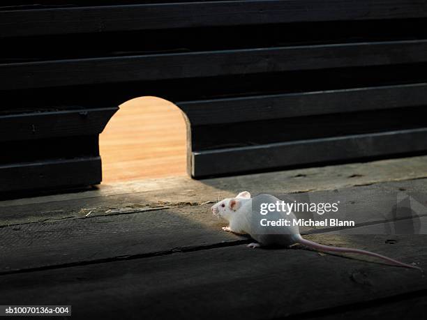 mouse inside mouse hole - mouse hole stock pictures, royalty-free photos & images