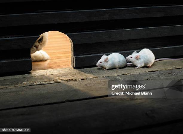 two white mouse hiding inside hole, cat peeking - animals in captivity stock-fotos und bilder