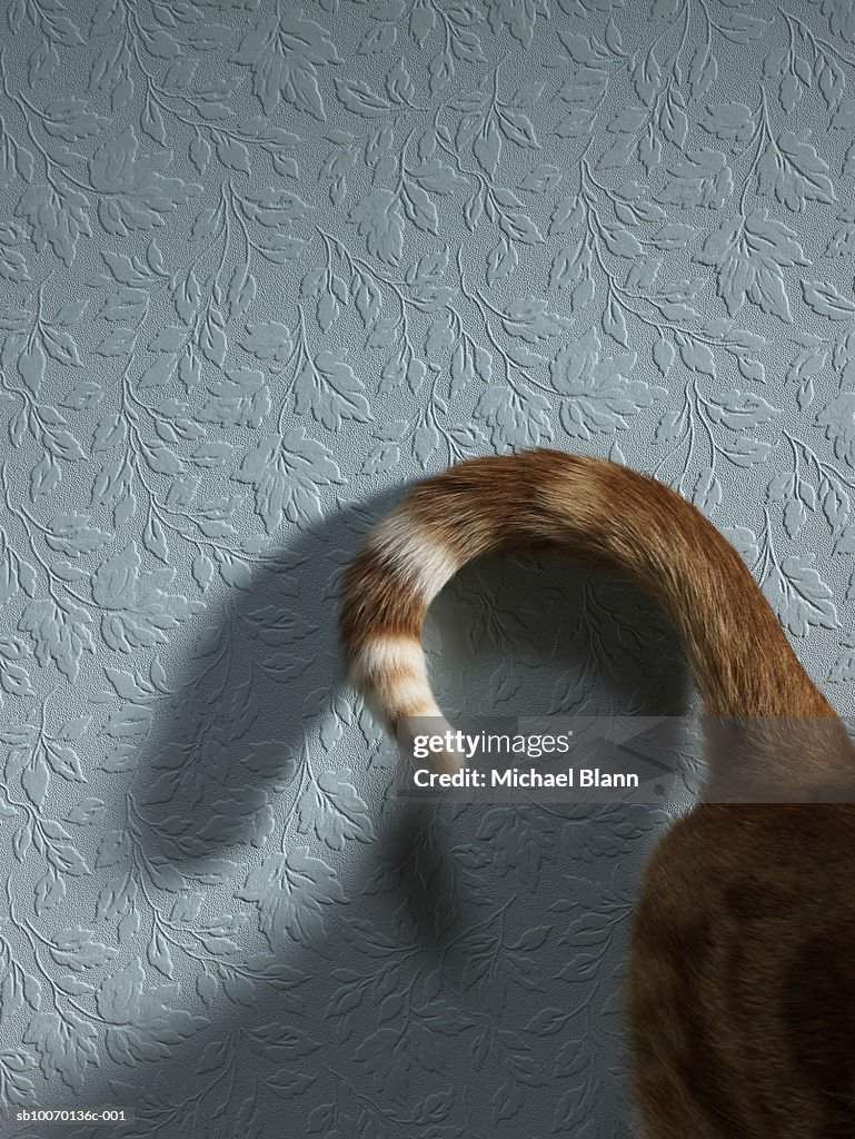 Tail of cat, close-up
