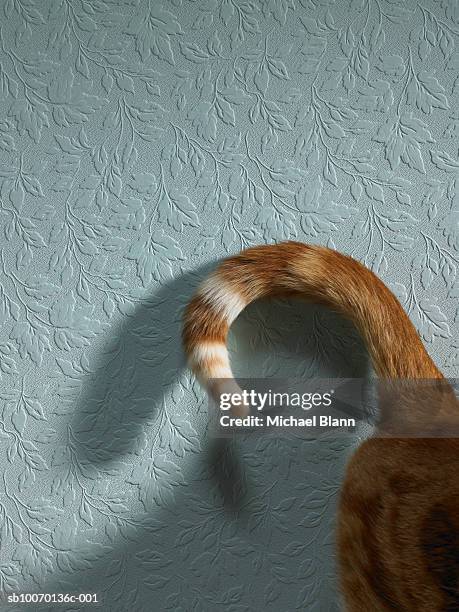 tail of cat, close-up - tail stock pictures, royalty-free photos & images