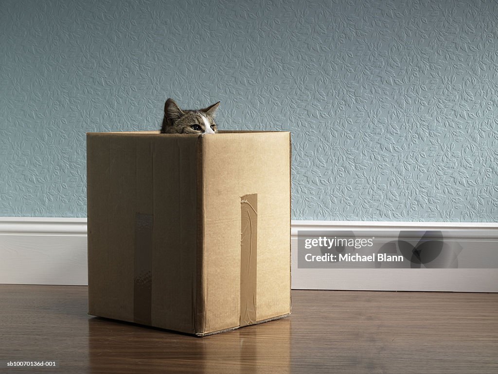 Cat inside removal box
