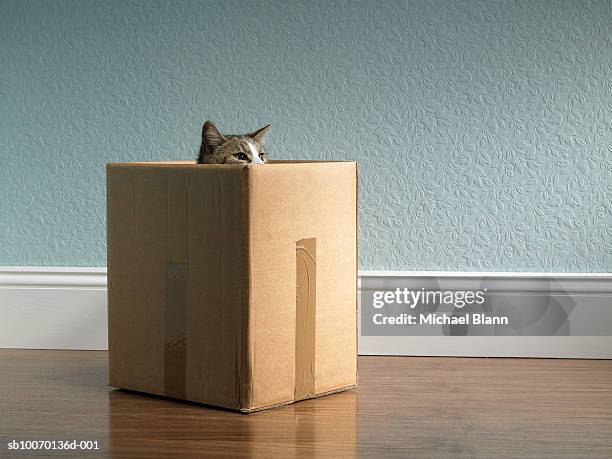 cat inside removal box - huiskat stockfoto's en -beelden