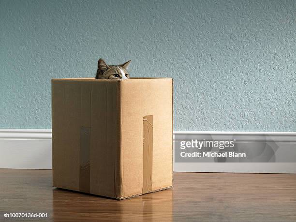 cat inside removal box - packages stock pictures, royalty-free photos & images
